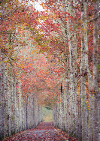大農大富南環自行車道的楓林美景恍如仙境，來到這裡能感受落葉繽紛的秋季美感。