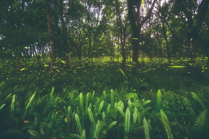 大農大富森林裡綠色螢光飛舞，恍如來到電影《阿凡達》中的奇幻場景。（陳子耀提供）