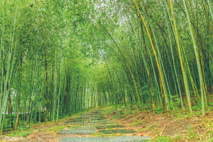羅山村里山竹林散步道由東富禪寺的釋傳開師父打造，在他的巧手規劃下，荒廢竹林蛻變為祕境絕景。