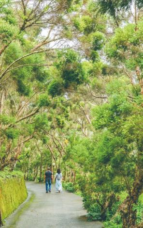 行走在濃密的茶樹步道，芬多精令人心曠神怡。