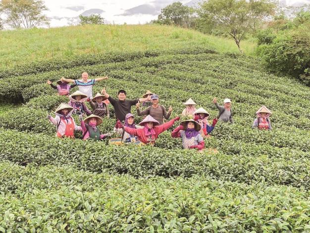 遊客參加農莊的茶葉體驗活動，體驗採茶、製茶、品茶的樂趣。