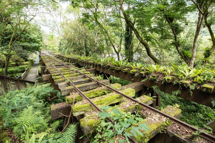 在林田山林場穿越時空隧道，探索森林祕境。