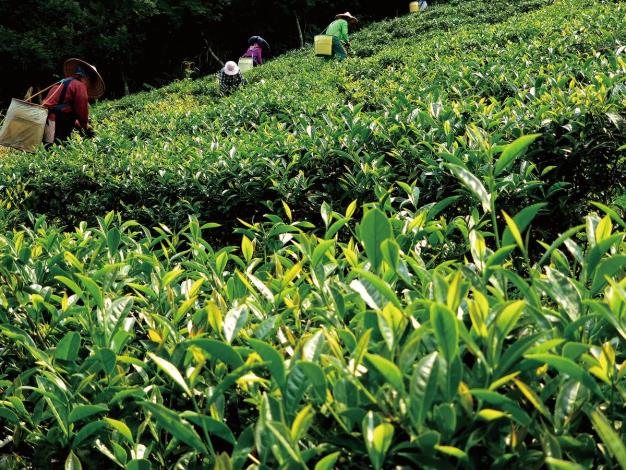 露予莊園位於赤科山海拔1000 公尺的山坡上。_結果