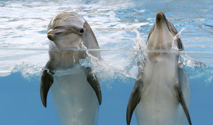 遠雄海洋公園海豚
