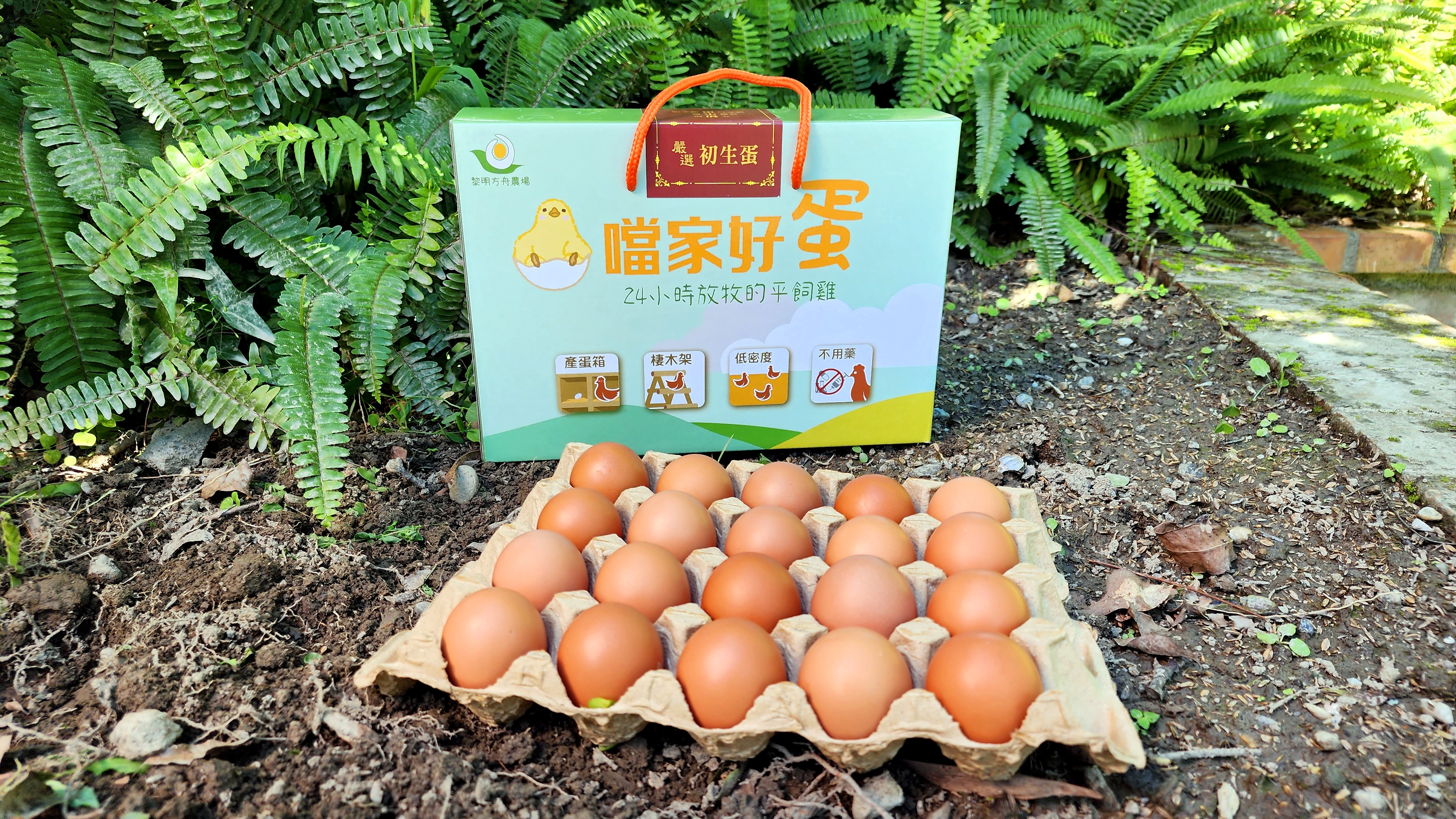 噹家好蛋-(財)黎明教養院