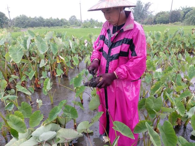 Organic taro farming remains a major challenge, requiring collaboration between experts and small farmers