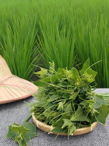 Jian’s Dragon Beard Vegetable is famous for its exceptional environmental conditions, where it grows robustly even without pesticide use