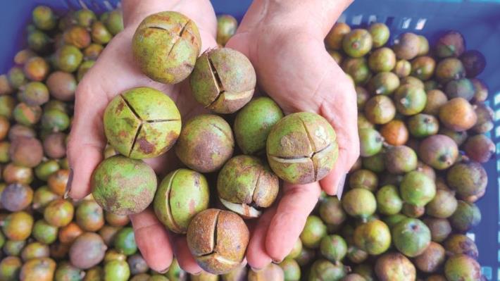 The bitter tea trees in Zhuoxi Township are organically farmed. Once the frost season arrives, the fruit ripens fully and is hand-picked, then undergoes shelling, s
