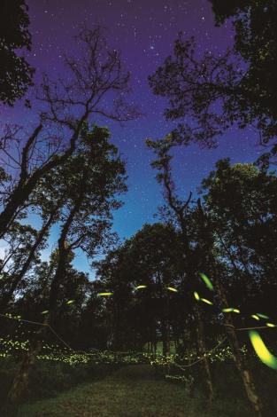 A dreamy scene where twinkling fireflies rise among the trees, echoing the brilliance of the stars above