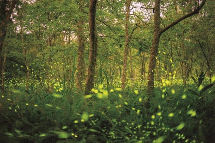 Encountering fireflies in the vast forest park is the perfect spring night adventure for travelers