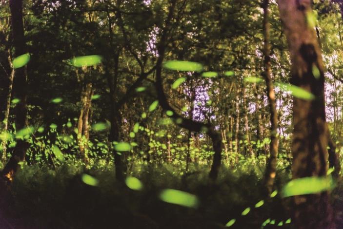 On spring and summer nights, fireflies can easily be spotted dancing along the forest trails in the light-pollution-free areas of Liyu Lake