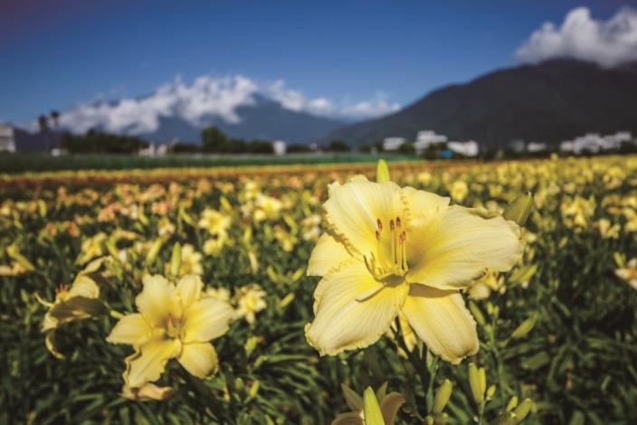 The most famous sight at Jiade Sea of Flowers is the Orange Day-Lily field, which bursts into vibrant bloom from March to June, showcasing various colors and v