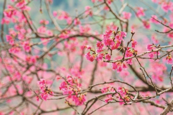 In Shoufeng Township, both Yu-Shan Theological College and Seminary and the Shuhu Cherry Blossom Trail offer a mesmerizing display of cherry blossoms in early