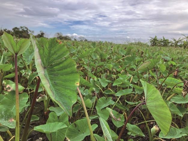 In addition to the Three Treasures of Jian and the blooming leek fields, Jian is also home to numerous urban gardens, making it a delightful destination for v