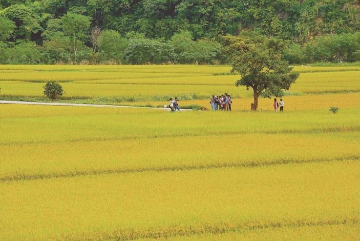 In addition to ecological tours, the Nanan Tribe experience includes a “Bunun Avenue” photo trail, a scenic spot on par with the famous Takeshi Kaneshiro Tree, wh