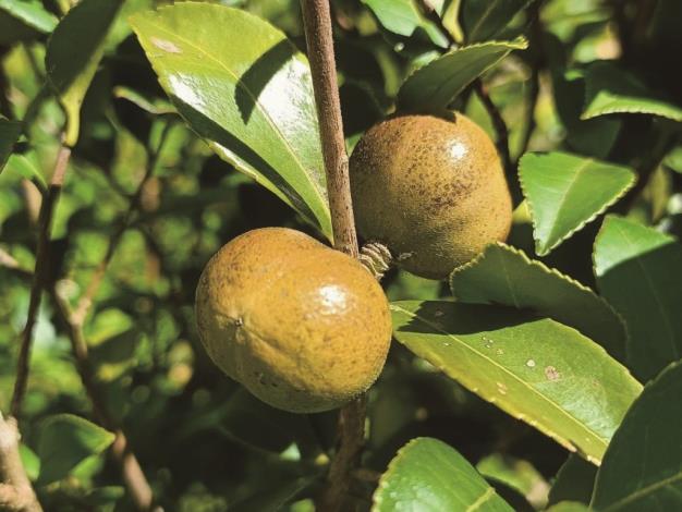 The organic small-fruit bitter tea seed oil can be consumed raw and is rich, flavorful, and highly sought after