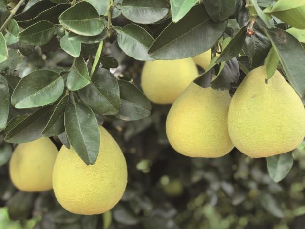 Ruisui is not only an important pomelo-producing region but has also actively promoted organic certification in recent years