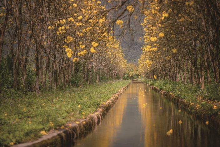 Nearby Fumin Catholic Church in Ruisui, visitors can also enjoy the Golden Trumpet Trees of Fuyuan, which burst into brilliant yellow bloom every March, drawing travelers