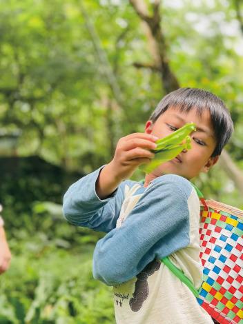 The “Hand-Picking Nest Ferns” experience is one of the most popular activities,_結果