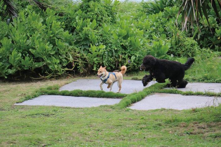 The 3,000+ ping (about 10,000 m2) lawn offers space for pets to run freely, host barbecues, or even weddings._結果