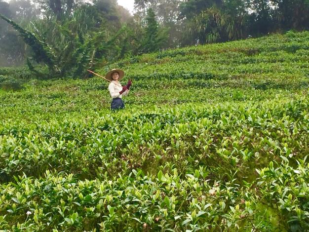 The team at Tianxin Estate carefully cultivates organic tea, consistently earning recognition._結果