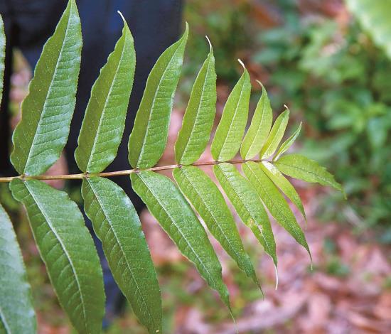 Japanese prickly ash is a traditional Indigenous spice, now widely used in creative cuisine. In addition to Xiulin Township, known as the home of nest fern, Fenglin_結果