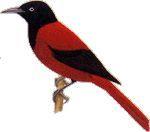 County Bird—Maroon Oriole Pictures 2