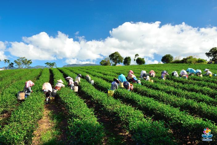 Wuhe Tea Plantation 6