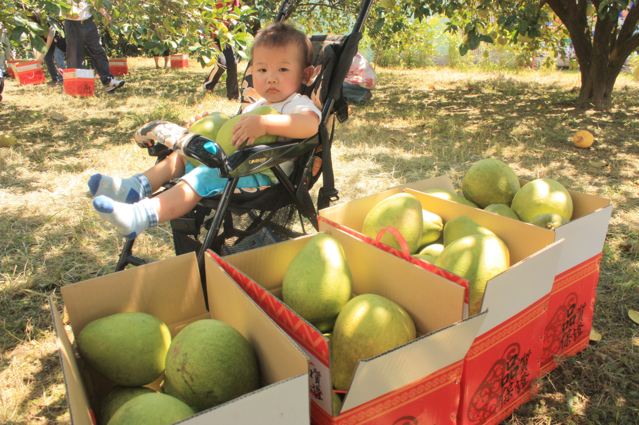 Hegang Pomelo Tourist Orchard