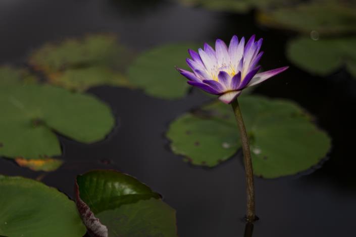 Liancheng Lotus Garden 1