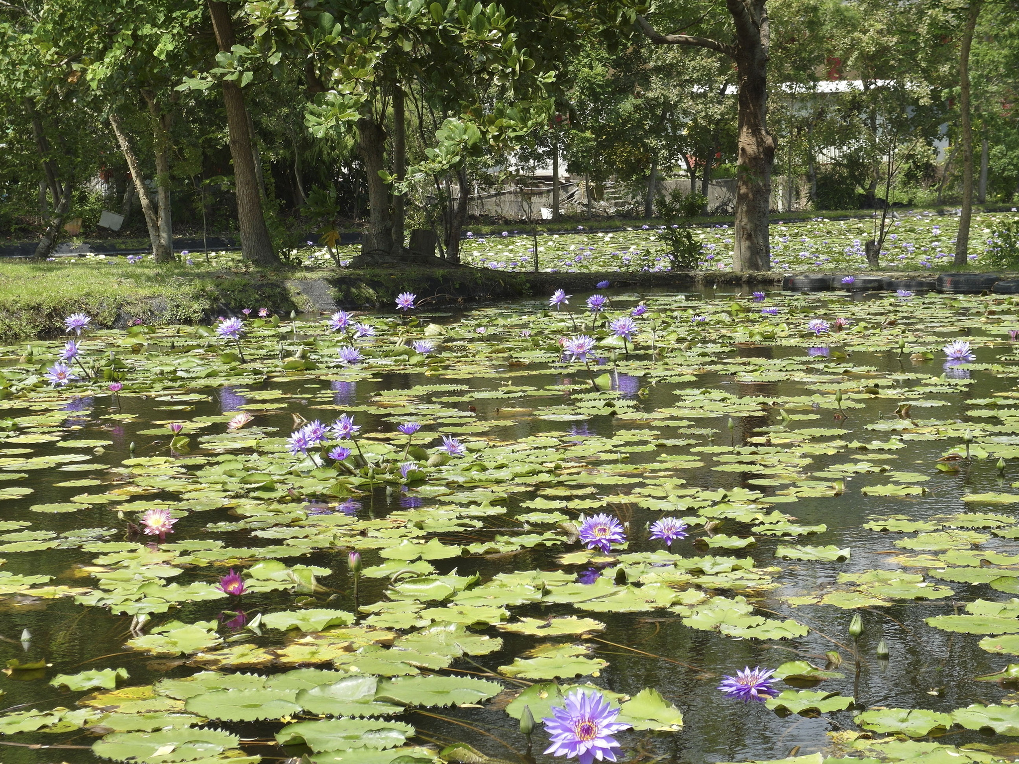 Liancheng Lotus Garden