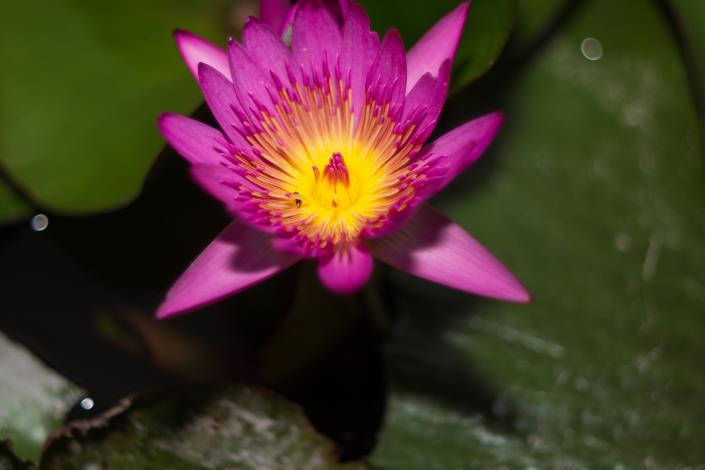 Liancheng Lotus Garden 5