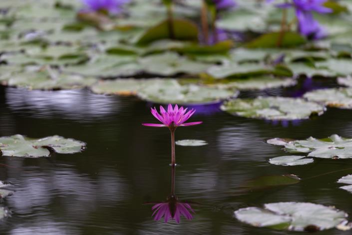 Liancheng Lotus Garden 4
