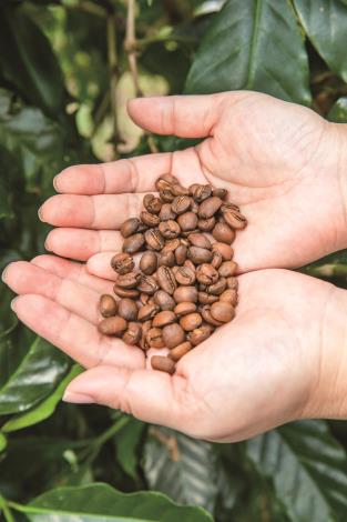 地味な印象の有機コーヒー豆。独特な風味と余韻は抜群。