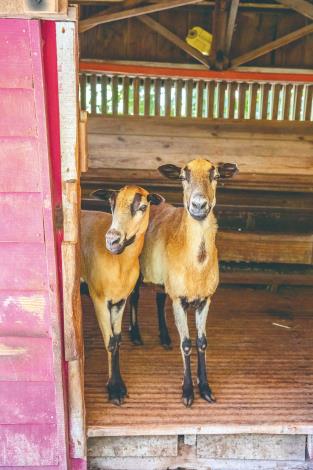 양을 기르는 것으로 시작한 위안예 목장에서는 반드시 산양유 커피를 맛보고, 산양에게 풀을 먹이는 체험을 해야 합니다