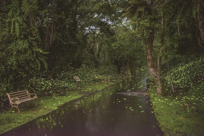 무리지어 날아다니며 공원의 녹나무 숲을 밝히는 반딧불이는 매우 경이로운 장관입니다