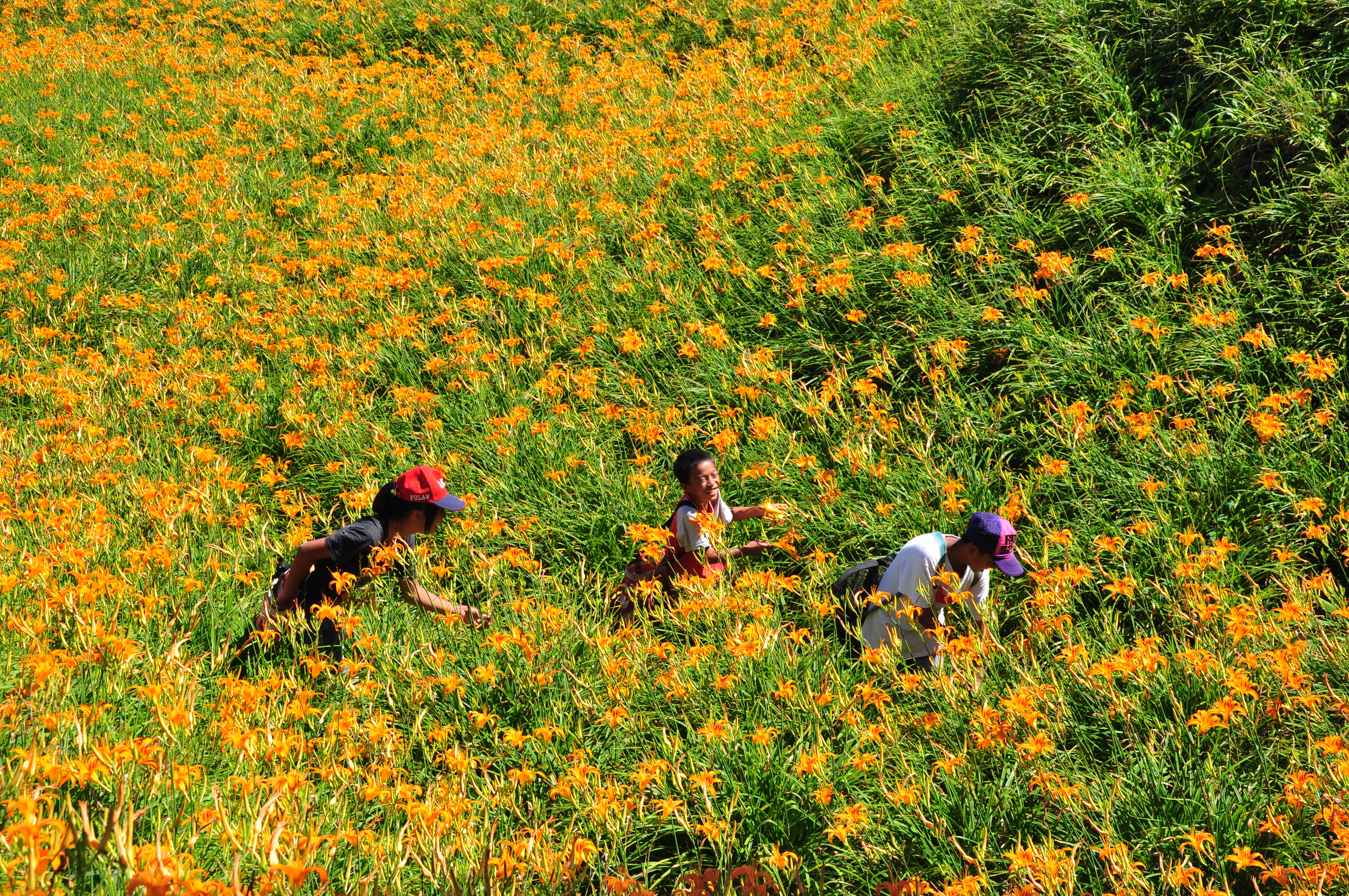 舞鶴レジャー農業区—黄金の花が大地を覆う温かな夏