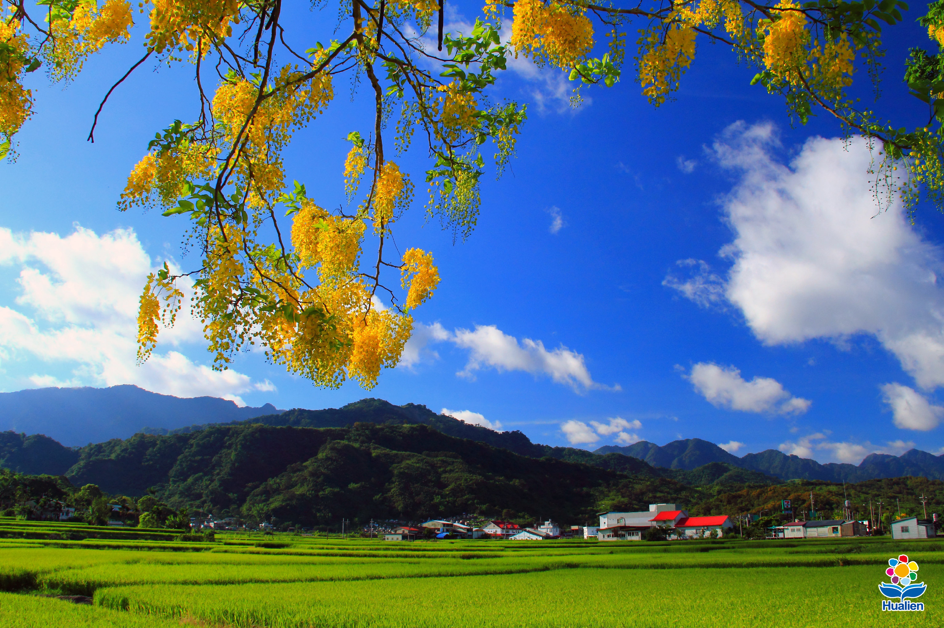 東豊レジャー農業区—文旦と稲の収穫の秋