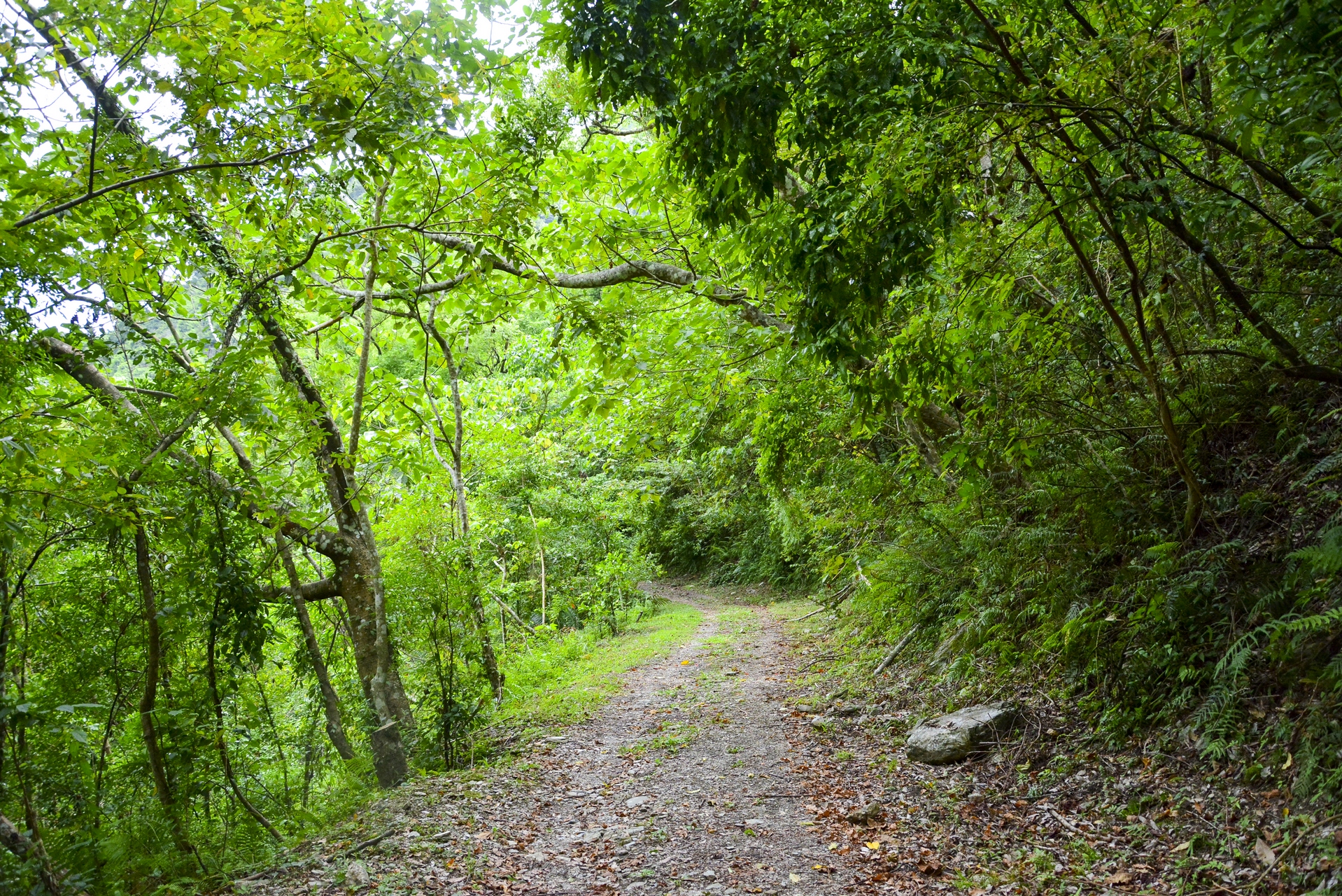 바퉁관고도 루밍현수교구간
